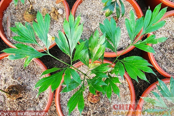 cycas_multipinnata2.jpg